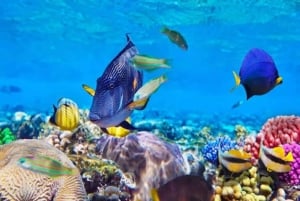 Zanzibar: Koko päivän safari Blue & Blue Lagoon -retki snorklaamalla