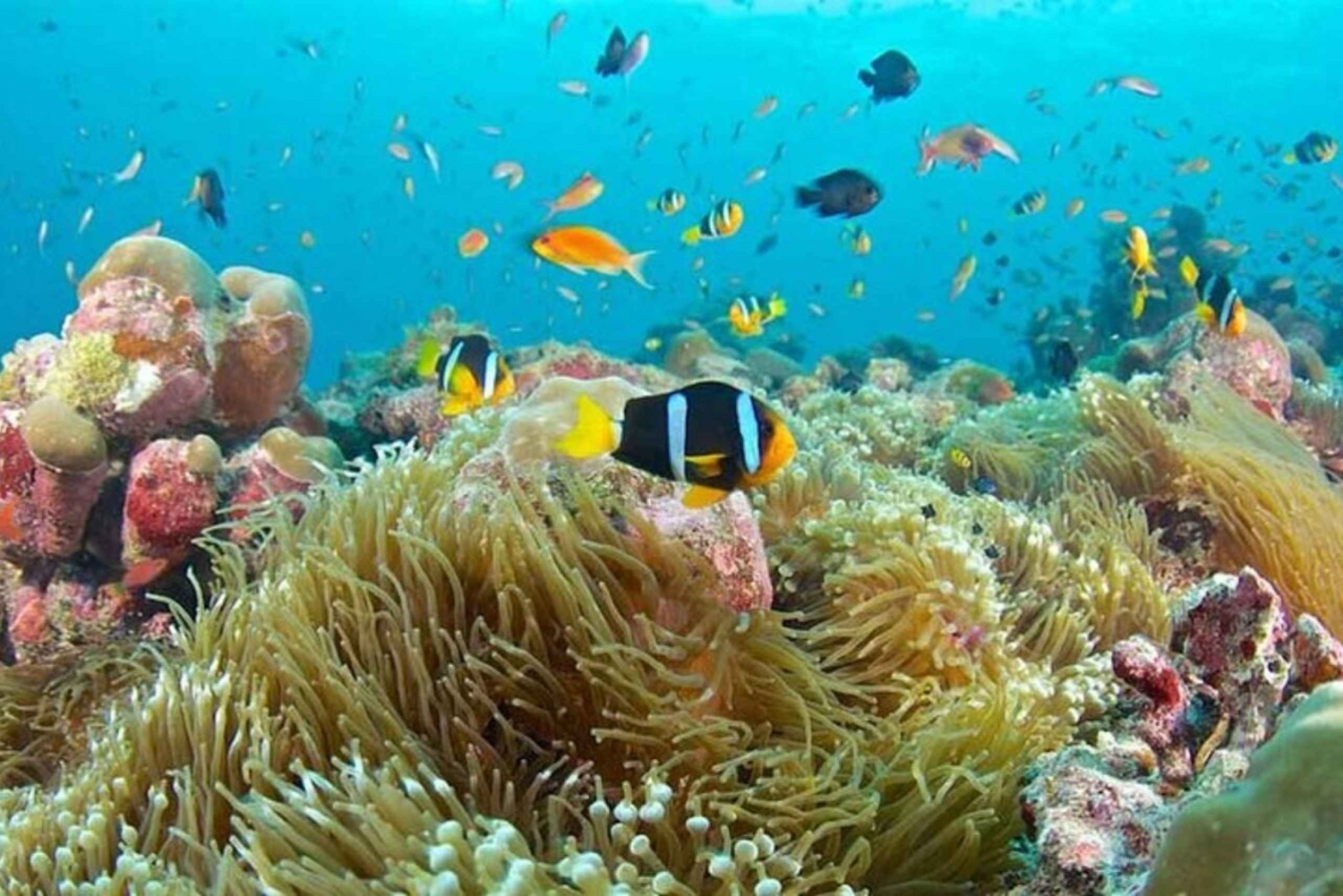 Индийский океан жизнь в океане. Мальдивы снорклинг риф. Коралловые рифы Мальдивы снорклинг. Снорклинг на коралловом рифе. Снорклинг на Мальдивах.