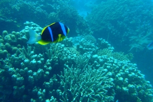 Zanzibar: un giorno di avventura subacquea con trasferimenti inclusi