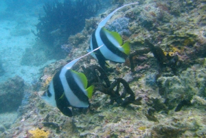 Zanzibar: un giorno di avventura subacquea con trasferimenti inclusi