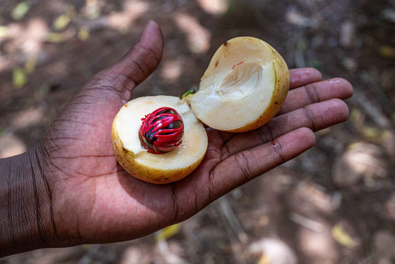 Zanzíbar: granja de especias, isla prisión y Ciudad de Piedra