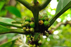 ザンジバル：スパイス農園、プリズンアイランド、ストーンタウン（終日）