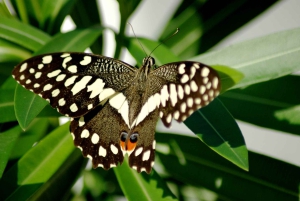 ザンジバル：スパイス農園、プリズンアイランド、ストーンタウン（終日）