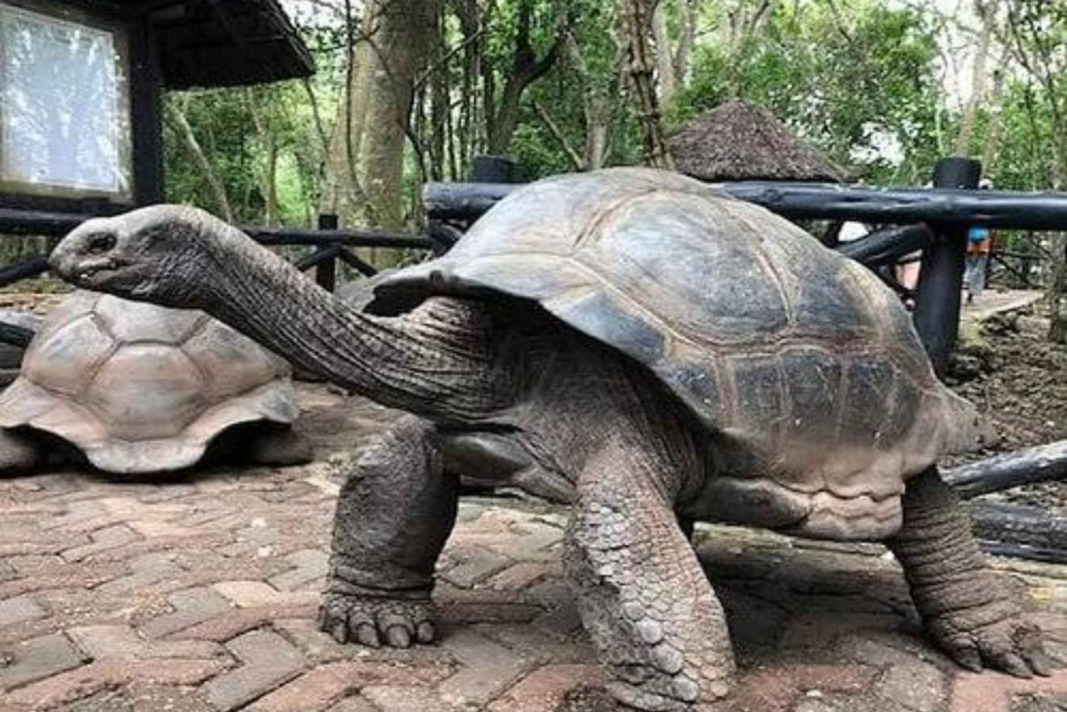 Zanzibar: Tartarugas terrestres gigantes e excursão às tartarugas marinhas da caverna Salaam