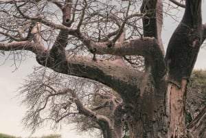 Sansibar: Gruppensafari zum Tarangire-Nationalpark und zum Ngorongoro-Krater