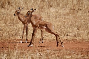 Sansibar: Gruppensafari zum Tarangire-Nationalpark und zum Ngorongoro-Krater