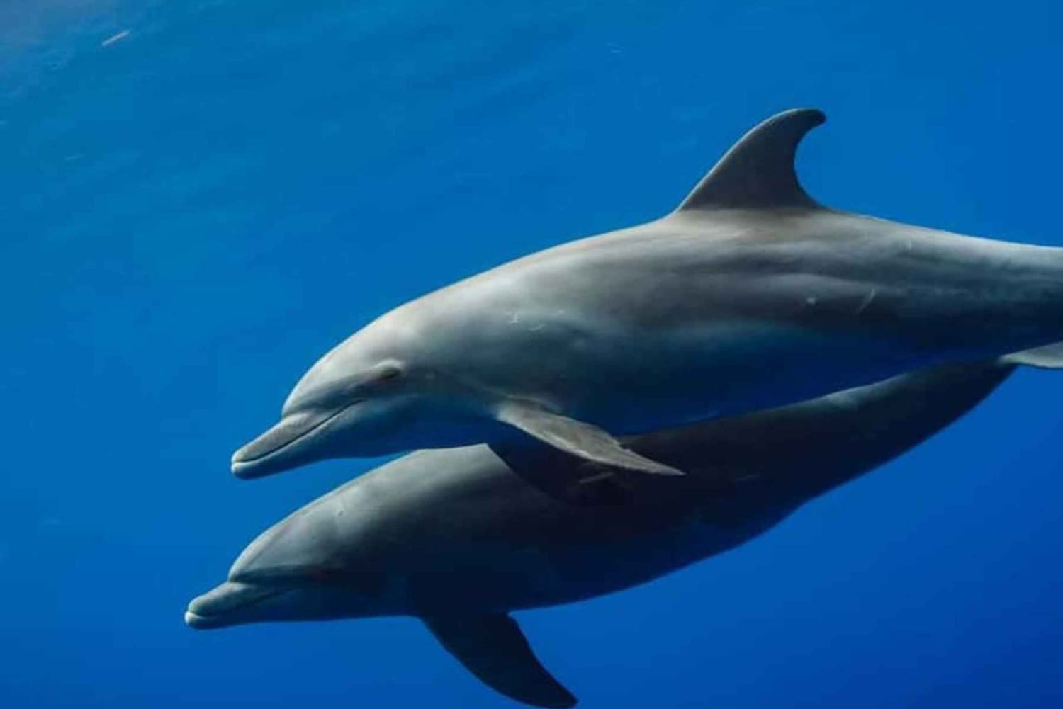 ZANZIBAR: Hakuna matata Natação com golfinhos e mergulho com snorkel (opção de almoço)