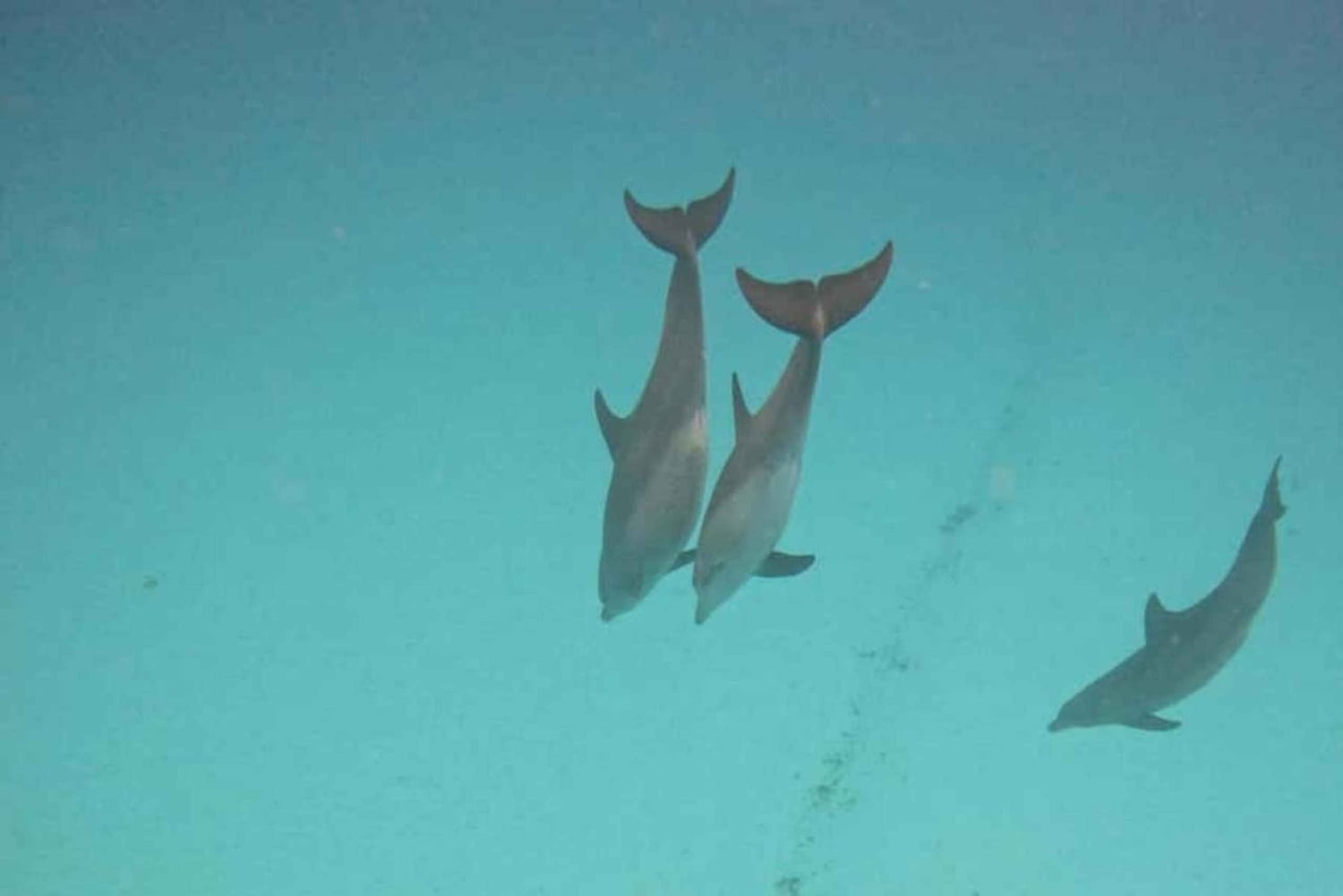 ZANZIBAR: Hakuna matata Natação com golfinhos e mergulho com snorkel (opção de almoço)