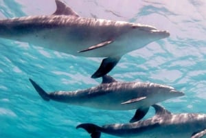 ザンジバル：ハクナ・マタタ・ドルフィン・スイム＆スノーケリング（ランチオプション）