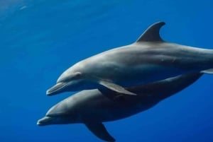 ZANZIBAR: Hakuna matata Natação com golfinhos e mergulho com snorkel (opção de almoço)