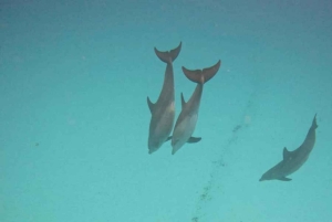 ZANZIBAR: Hakuna matata Natação com golfinhos e mergulho com snorkel (opção de almoço)