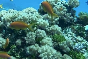 ZANZIBAR: Hakuna matata Natação com golfinhos e mergulho com snorkel (opção de almoço)