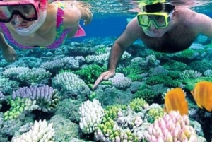 ZANZIBAR: Hakuna matata Natação com golfinhos e mergulho com snorkel (opção de almoço)