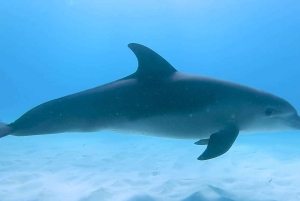 ZANZIBAR: Hakuna matata Natação com golfinhos e mergulho com snorkel (opção de almoço)