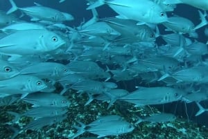 ZANZIBAR: Hakuna matata Natação com golfinhos e mergulho com snorkel (opção de almoço)