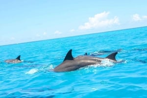 ZANZIBAR: Hakuna matata Natação com golfinhos e mergulho com snorkel (opção de almoço)