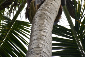 Sansibar: Halbtagestour zur Gewürzfarm, die Aromen Sansibars