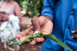 Sansibar: Halbtagestour zur Gewürzfarm, die Aromen Sansibars