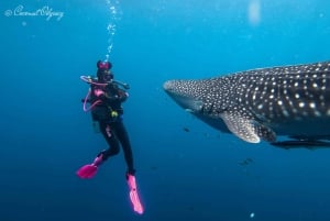 Zanzibar: Excursão de meio dia à Ilha Prisão e à Ilha Changuu