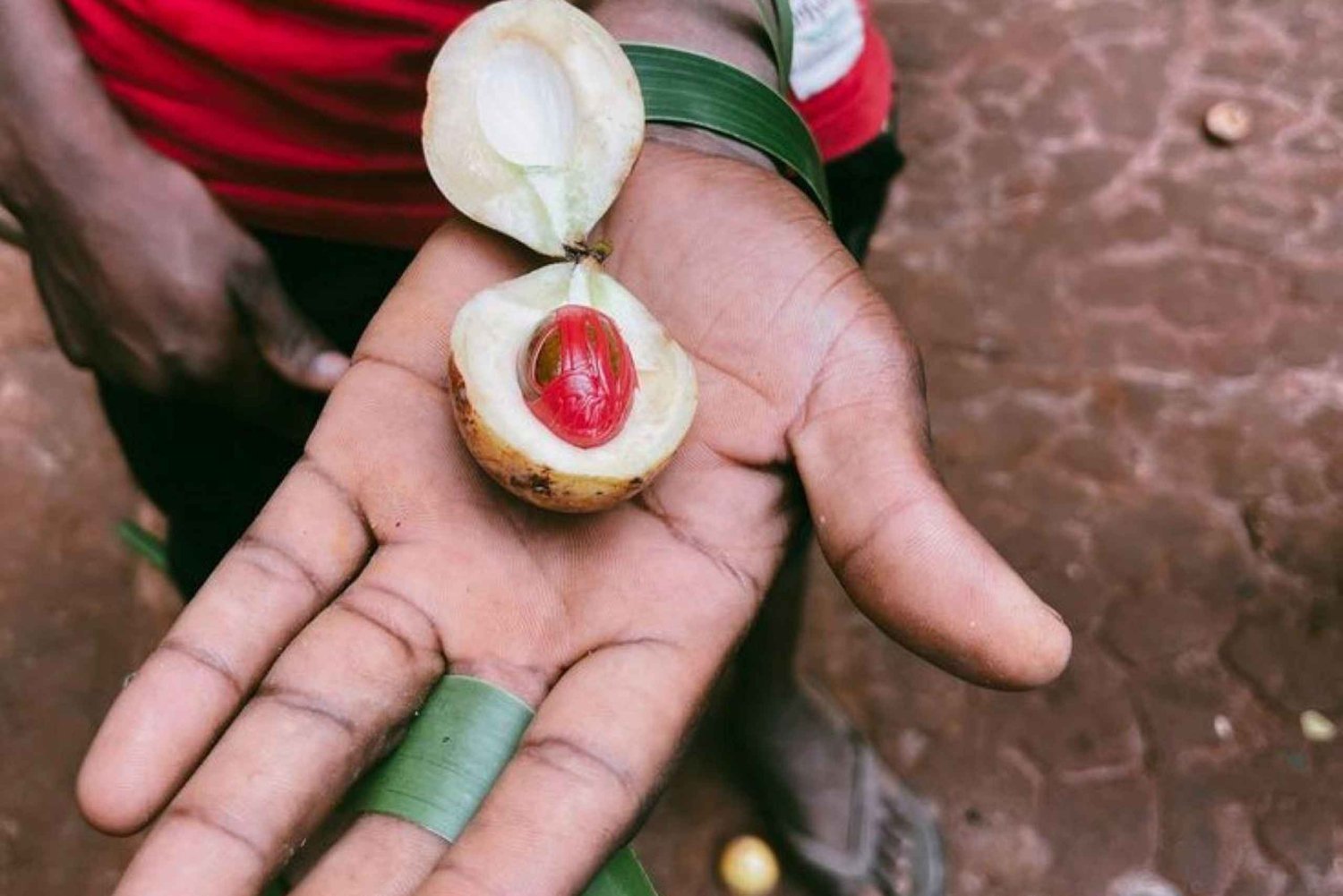 Zanzibar: piesza wycieczka po ziołach i przyprawach