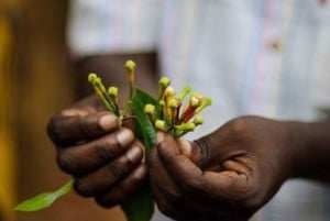 Zanzibar: piesza wycieczka po ziołach i przyprawach