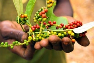 Zanzibar: piesza wycieczka po ziołach i przyprawach