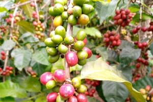 Sansibar-Erbe & Aromen: Tour durch Stone Town & Gewürzfarm