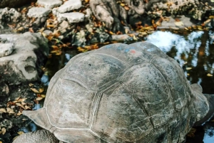 Sansibar: Stone Town & Prison Island Abenteuer mit Schildkröte