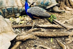 Sansibar: Stone Town & Prison Island Abenteuer mit Schildkröte