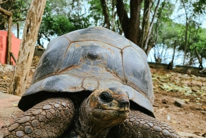Sansibar: Stone Town & Prison Island Abenteuer mit Schildkröte