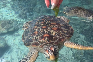 Zanzibar: Rid på hesteryg, svøm med skildpadder og tag på rundtur i Stone Town