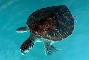 Zanzibar: Rid på hesteryg, svøm med skildpadder og tag på rundtur i Stone Town