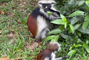 Zanzibar: Rid på hesteryg, svøm med skildpadder og tag på rundtur i Stone Town