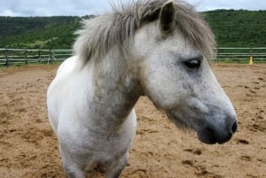 Zanzibar : Randonnée à cheval et visite de l'aquarium des tortues