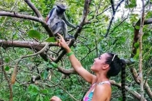 ザンジバル：ジョザニ・チュワカ湾国立公園ツアーをご覧ください