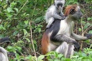 ザンジバル：ジョザニ・チュワカ湾国立公園ツアーをご覧ください