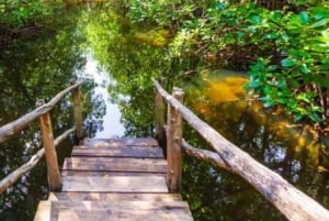 ザンジバル：ジョザニ・チュワカ湾国立公園ツアーをご覧ください