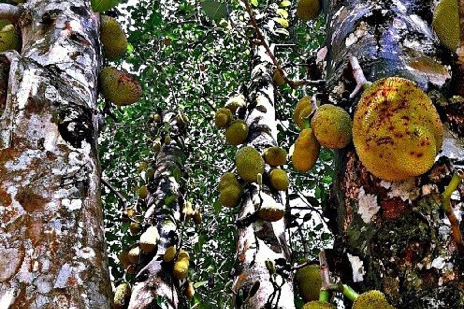 Zanzibar: Rundtur på Jambo Spice Farm med frukt och lunchalternativ