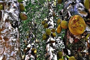 Zanzibar: Rundtur på Jambo Spice Farm med frukt och lunchalternativ
