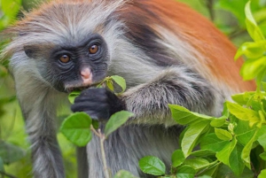 Zanzibar: tour della foresta di Jozan e della grotta di Salaam