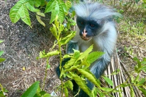 Zanzibar: tour della foresta di Jozan e della grotta di Salaam