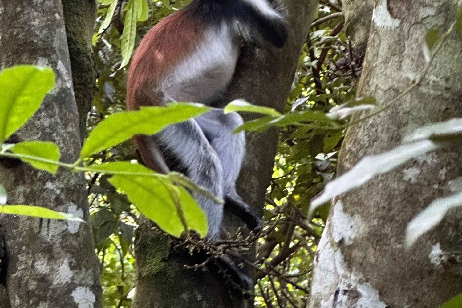 Zanzibar: Jozan Bos, Grot met Het Rots Restaurant