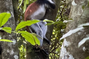 Zanzibar: Jozan Bos, Grot met Het Rots Restaurant