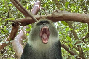 Zanzibar: Jozan Bos, Grot met Het Rots Restaurant