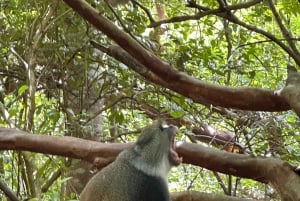 Zanzibar: Jozan Bos, Grot met Het Rots Restaurant