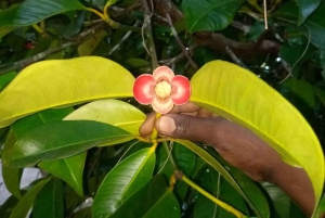 Zanzibar: las Jozan, farmy przypraw i zwiedzanie Kamiennego Miasta