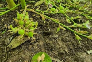 Zanzibar: las Jozan, farmy przypraw i zwiedzanie Kamiennego Miasta