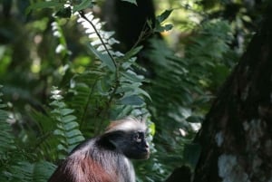Zanzibar: passeio pela floresta de Jozan