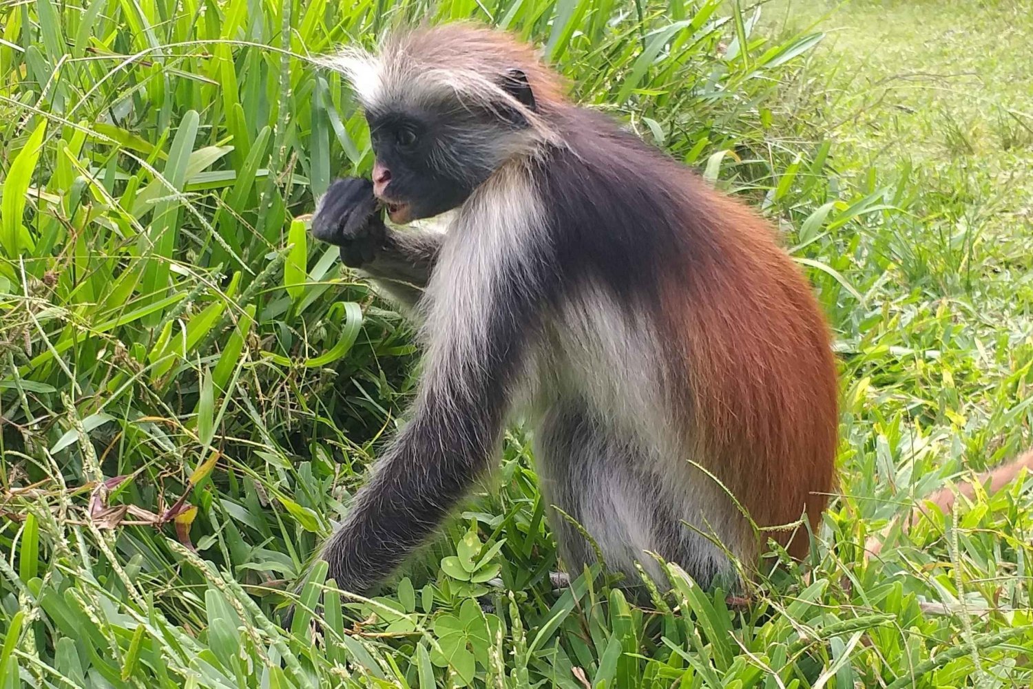 Zanzibar: Jozani Chwaka Bay National Park and Spice Farm …