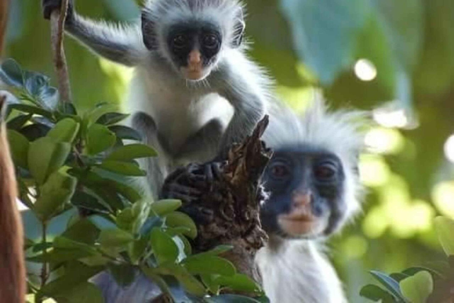 Zanzibar : visite d'une demi-journée au parc national de Jozani Chwaka Bay